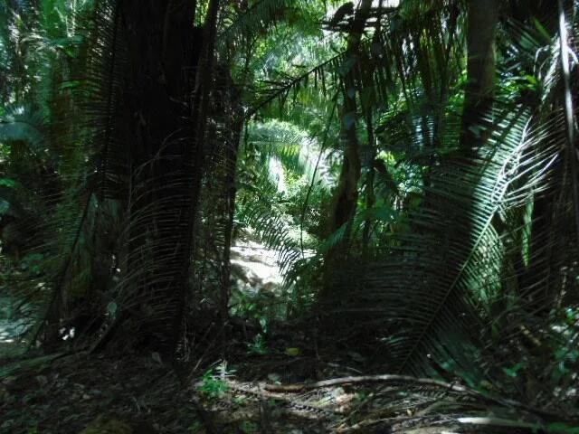 50.15 acres of lush tropical rainforest with hills and creeks,  San Pedro Colum