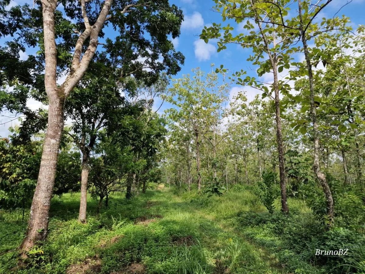 Beautiful, unique Teak and Cacao farm with 299.19 acres in Toledo - Photo 2