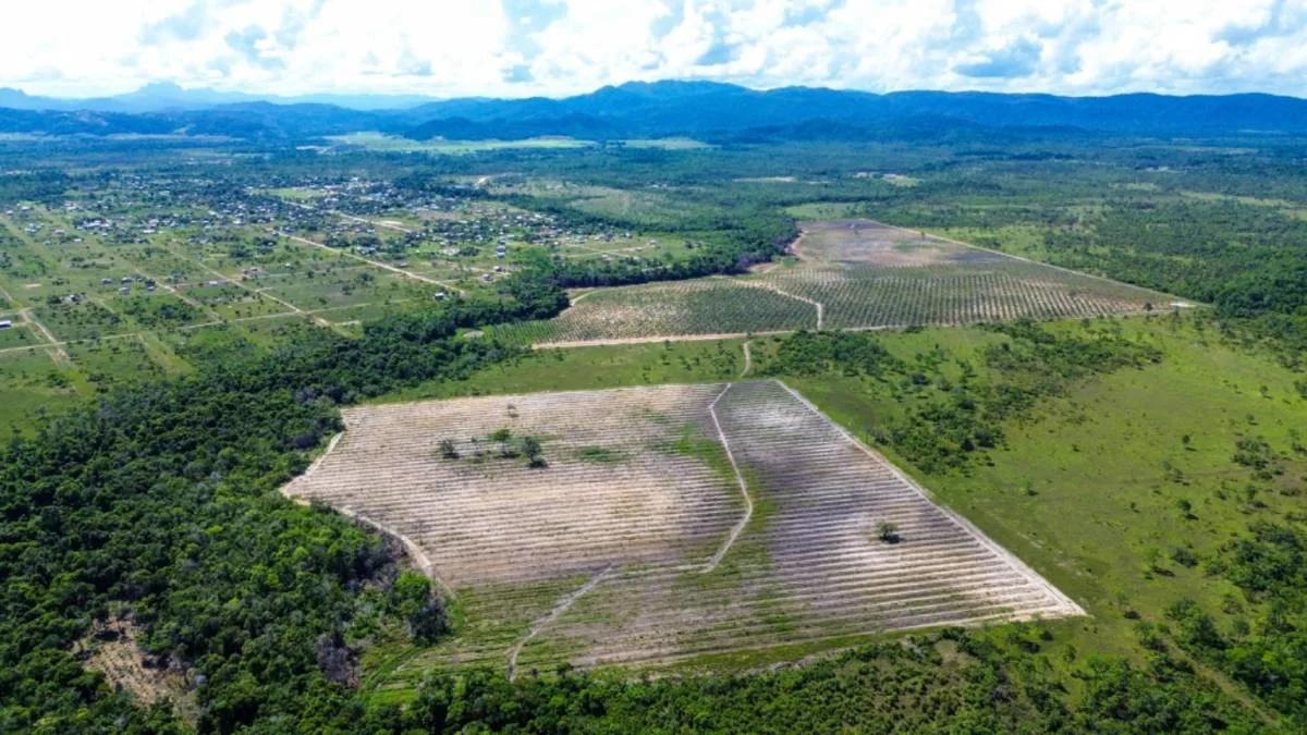 Coconut Farm Paradise – Turnkey Farming Opportunity - Photo 6