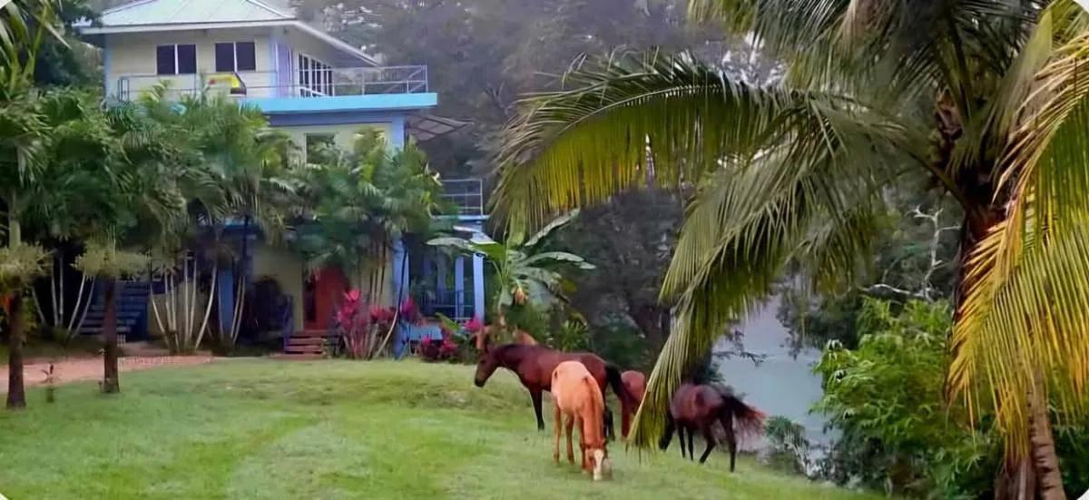 Riverfront Retreat in Bullet Tree Falls, Cayo District – 3 Floors of Paradise (With Cash Flow!)