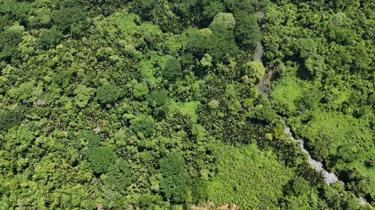 Riverside Tropical Investment – 30 & 12.3 Acres on the Rio Grande, Big Falls - Photo 3