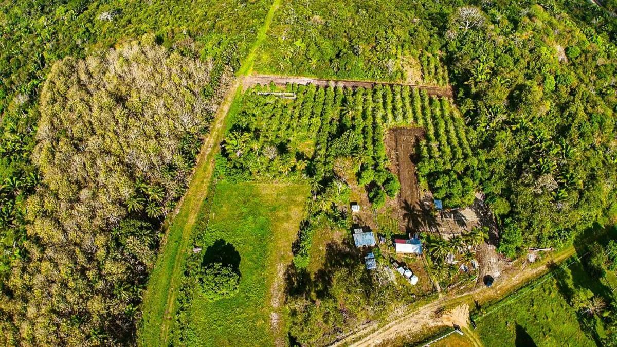 Soursop Gardens Estate – fruit bearing lots in the heart of Belmopan - Photo 6