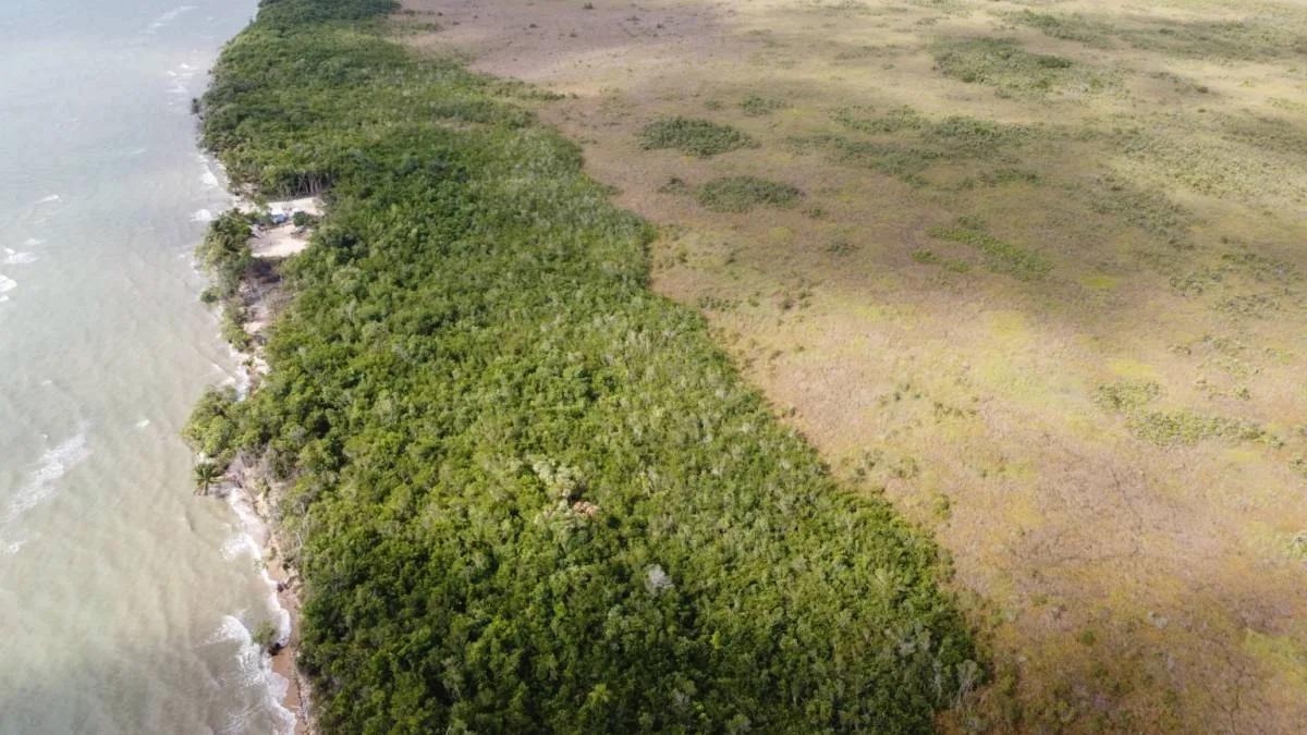 Spectacular 10.314 acres along the seacoast 2 miles north of Punta Negra (Toledo) - Photo 6