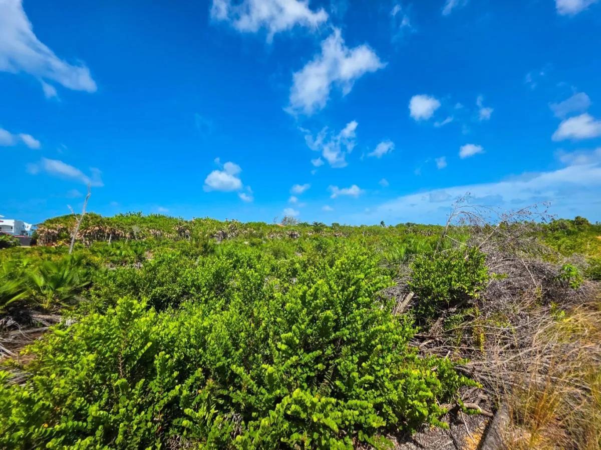 Large Caribbean Way Lots - Photo 6