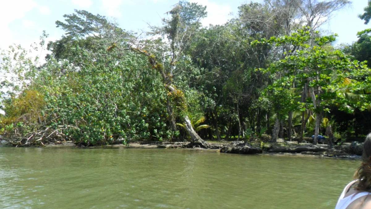 Seventeen plus beautiful acres of land at the mouth of the Moho River and the Caribbean Sea. - Photo 2