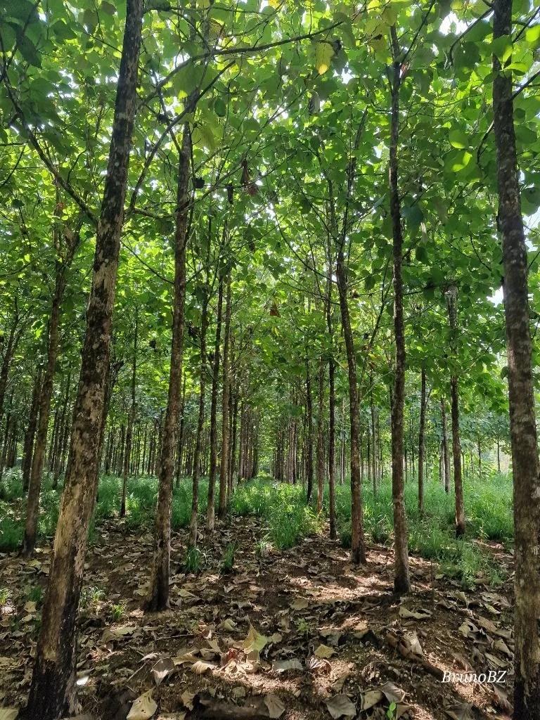 50.463 acres Teak Plantation "Investment Property" in Southern Belize! - Photo 2