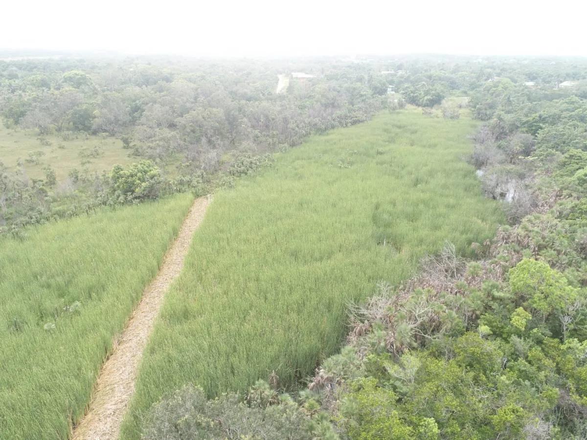 4.65 Acres close to Boom Hattieville Cutoff Road - Photo 6