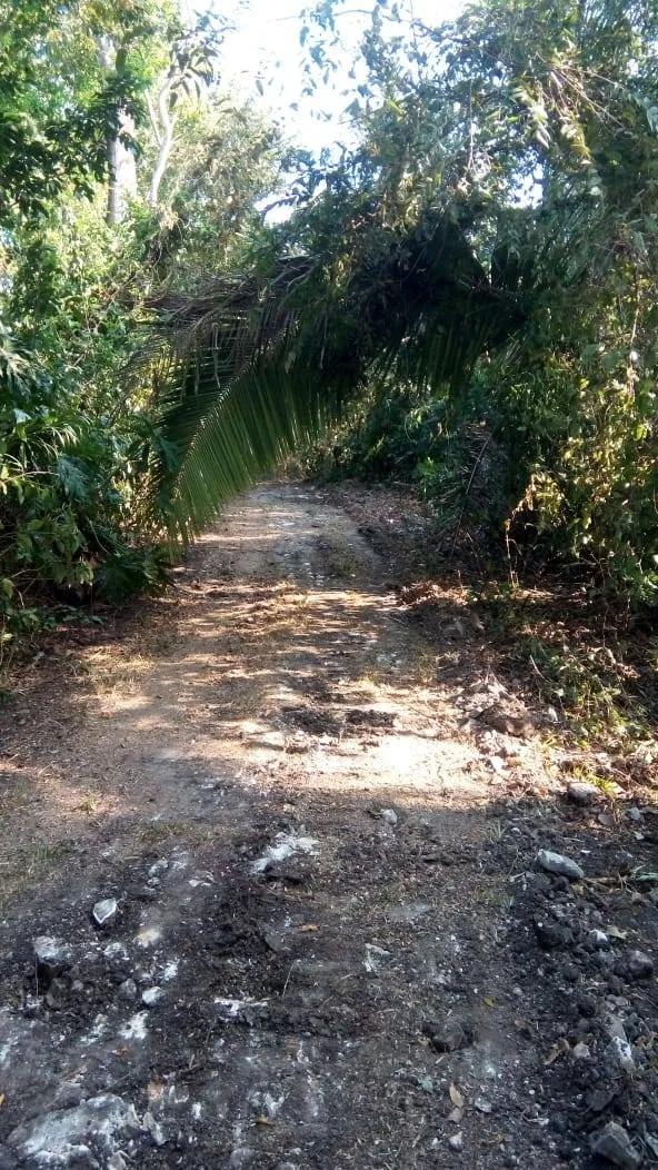 9.66 acres near Altun Ha Mayan Temple - Photo 4