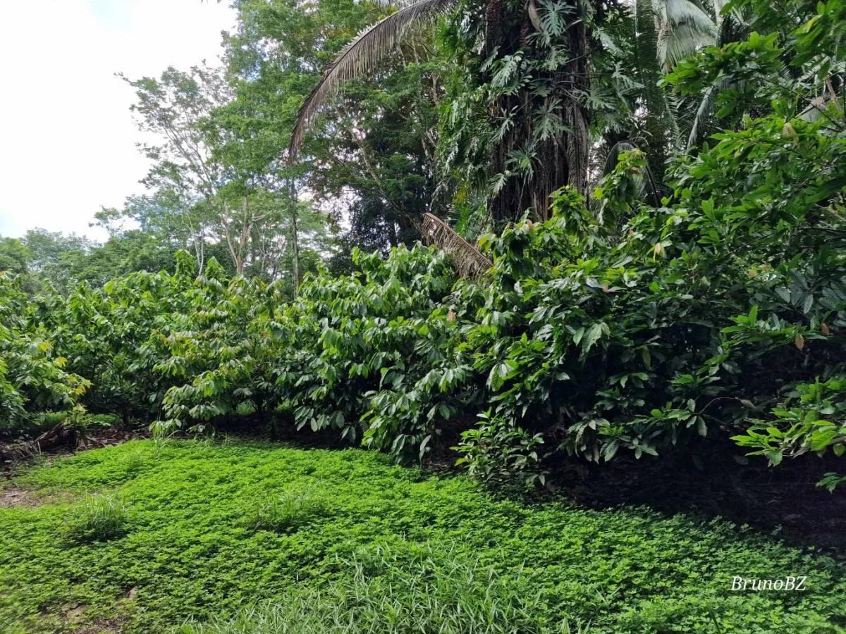 Beautiful, unique Teak and Cacao farm with 299.19 acres in Toledo - Photo 6