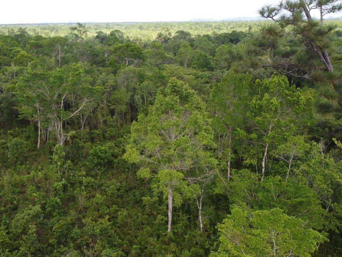 Create your amazing dream estate, an exceptional opportunity to purchase 20.05 acres! - Photo 2