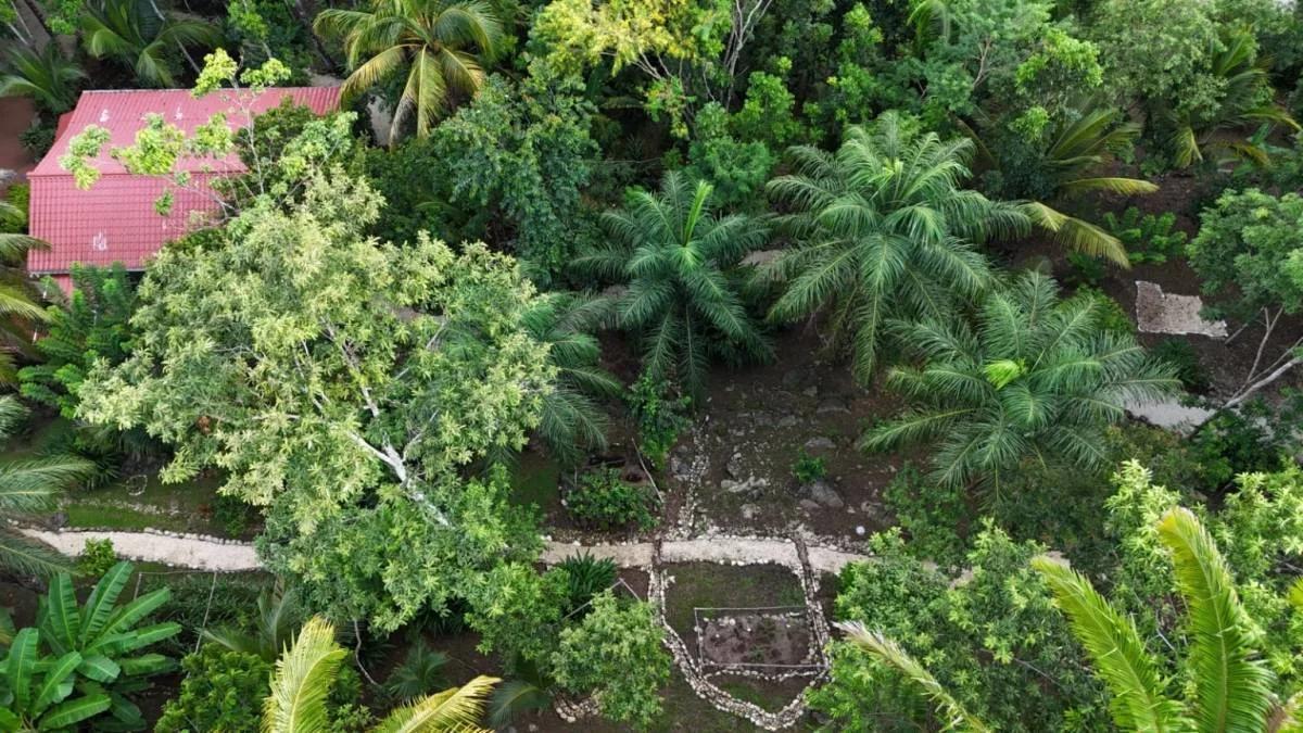 REDUCED! REDUCED! 12.853 Acres of Tropical Retreat Surrounded by Nature - Photo 6