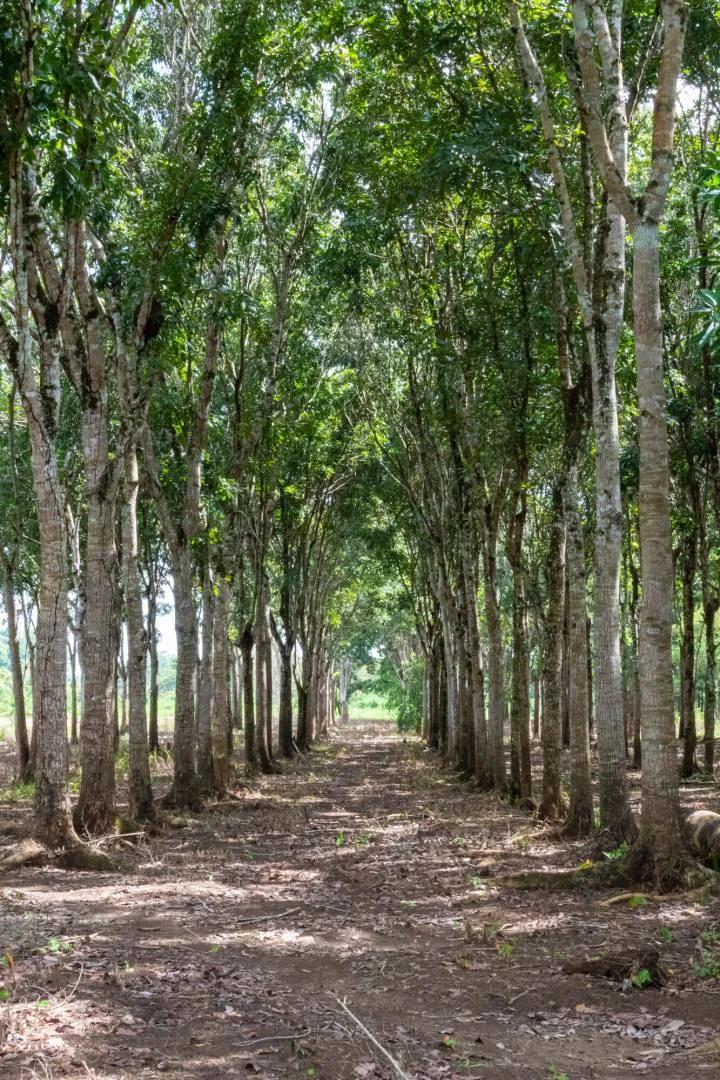28.5 Acres River Front fully cultivated farm with Mahogany and mixed fruit trees. - Photo 7