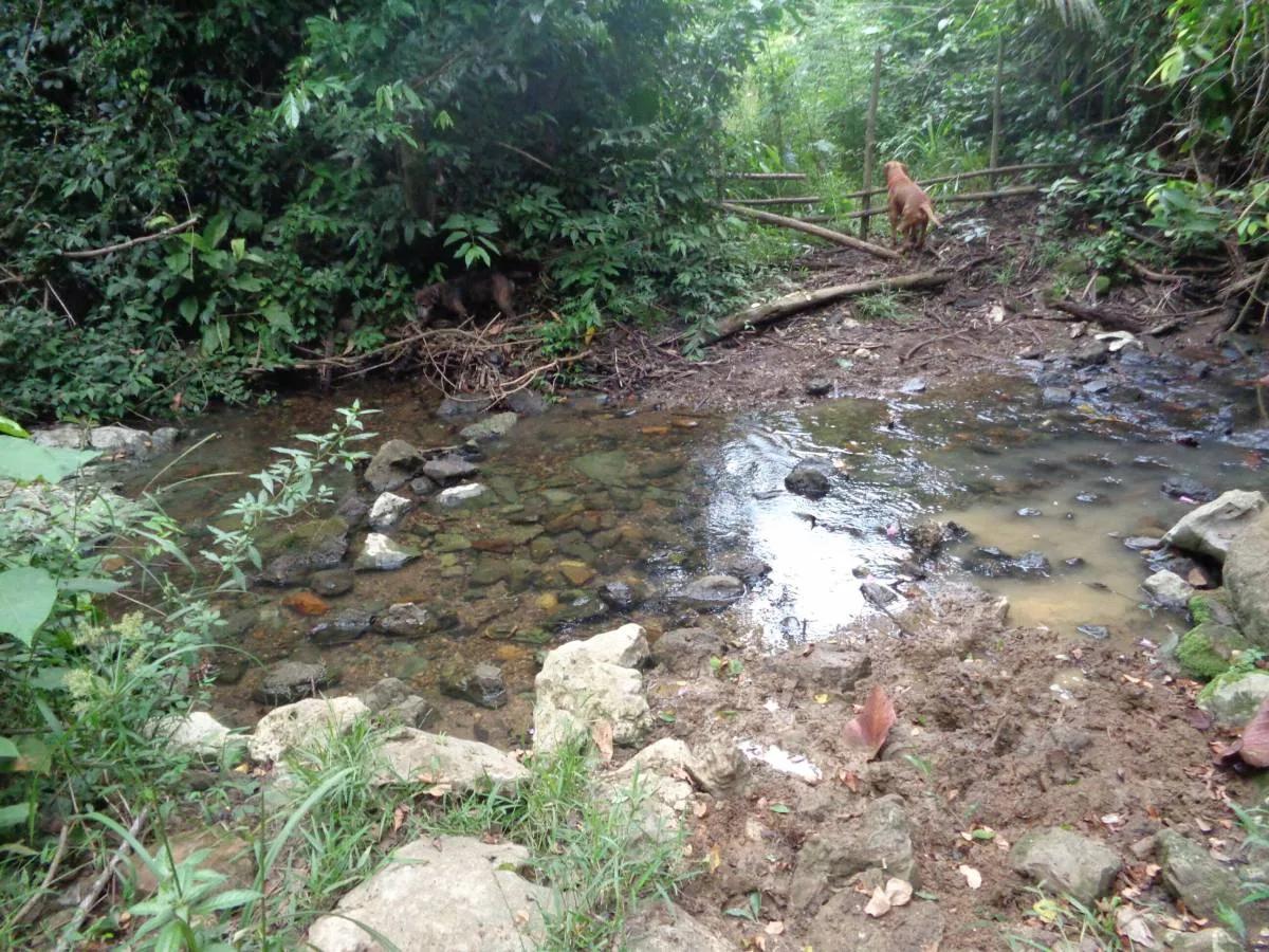 39+ magnificent acres of relatively high, fertile land in a tranquil and pristine setting. - Photo 7