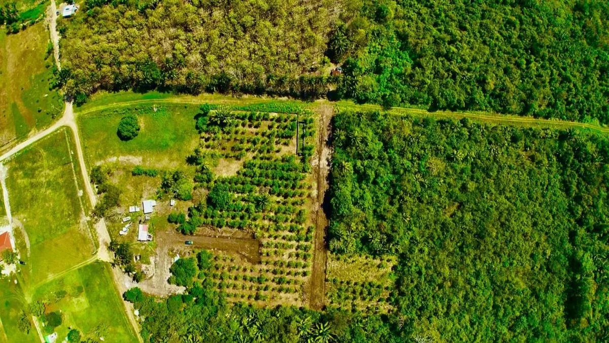 Soursop Gardens Estate – fruit bearing lots in the heart of Belmopan - Photo 5