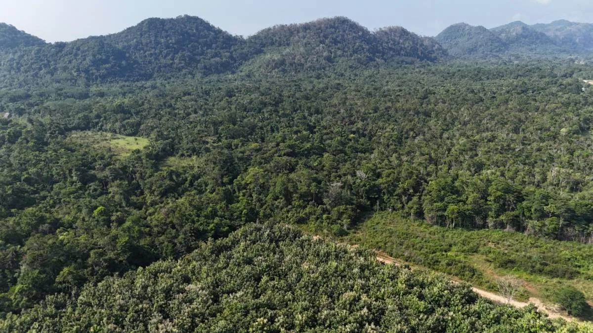 50.463 acres Teak Plantation "Investment Property" in Southern Belize! - Photo 8