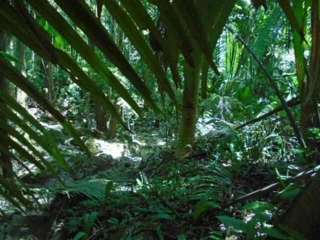 50.15 acres of lush tropical rainforest with hills and creeks,  San Pedro Colum - Photo 2