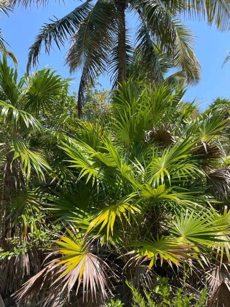 Rare Double Waterfront Lot Opportunity – North Island, Caye Caulker - Photo 5