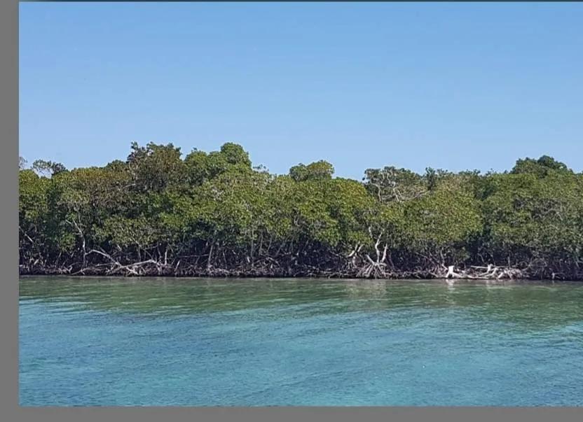 5 acre Island Paradise - Photo 3