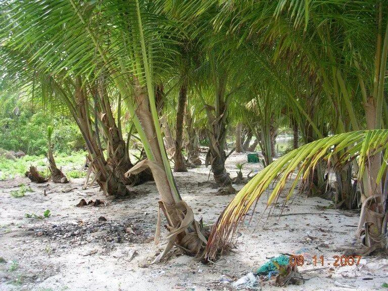 5.14 Acres Turneffe Island - Photo 3
