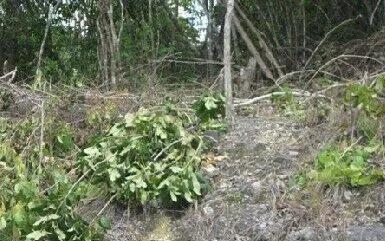 Development Property for sale - Photo 5