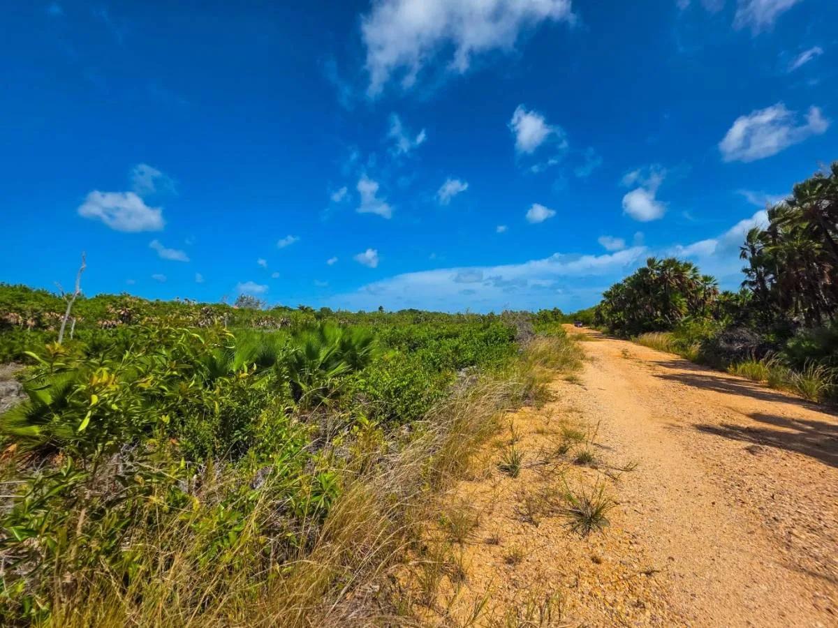 Large Caribbean Way Lots - Photo 5