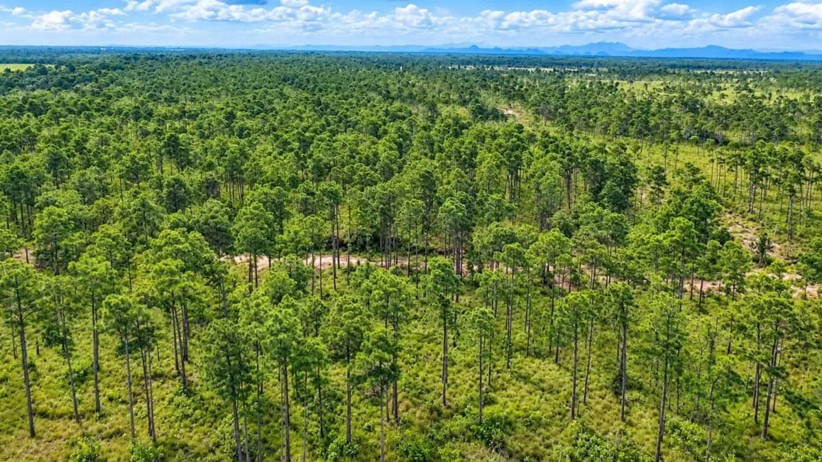 20-Acre Highway-Front Property for Sale | Southern Belize - Photo 3