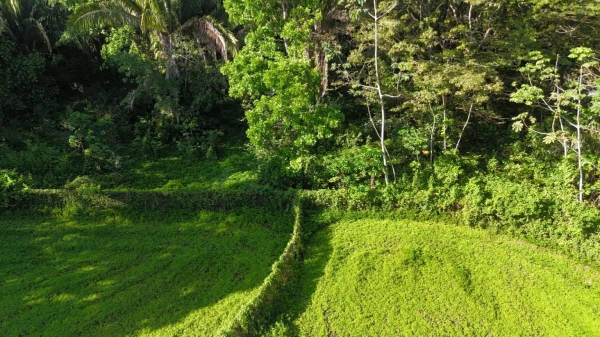 Tropical 3.93-Acre Property with Home Near Punta Gorda Town - Photo 3
