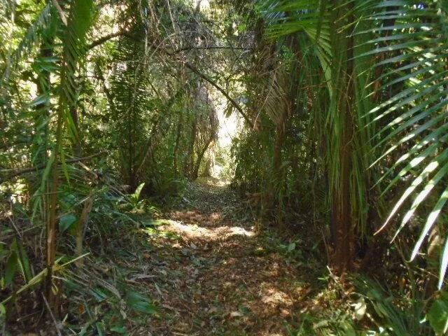 21 elevated acres of pristine forests with 300 plus meters of river frontage. - Photo 6
