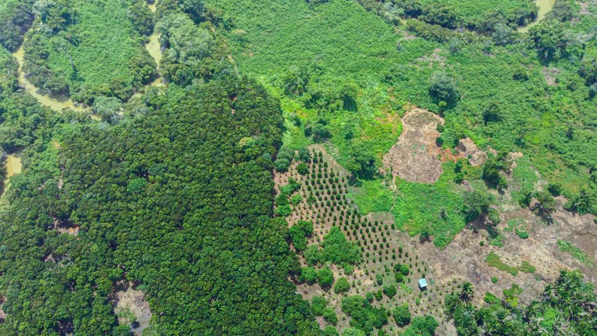 28.5 Acres River Front fully cultivated farm with Mahogany and mixed fruit trees.