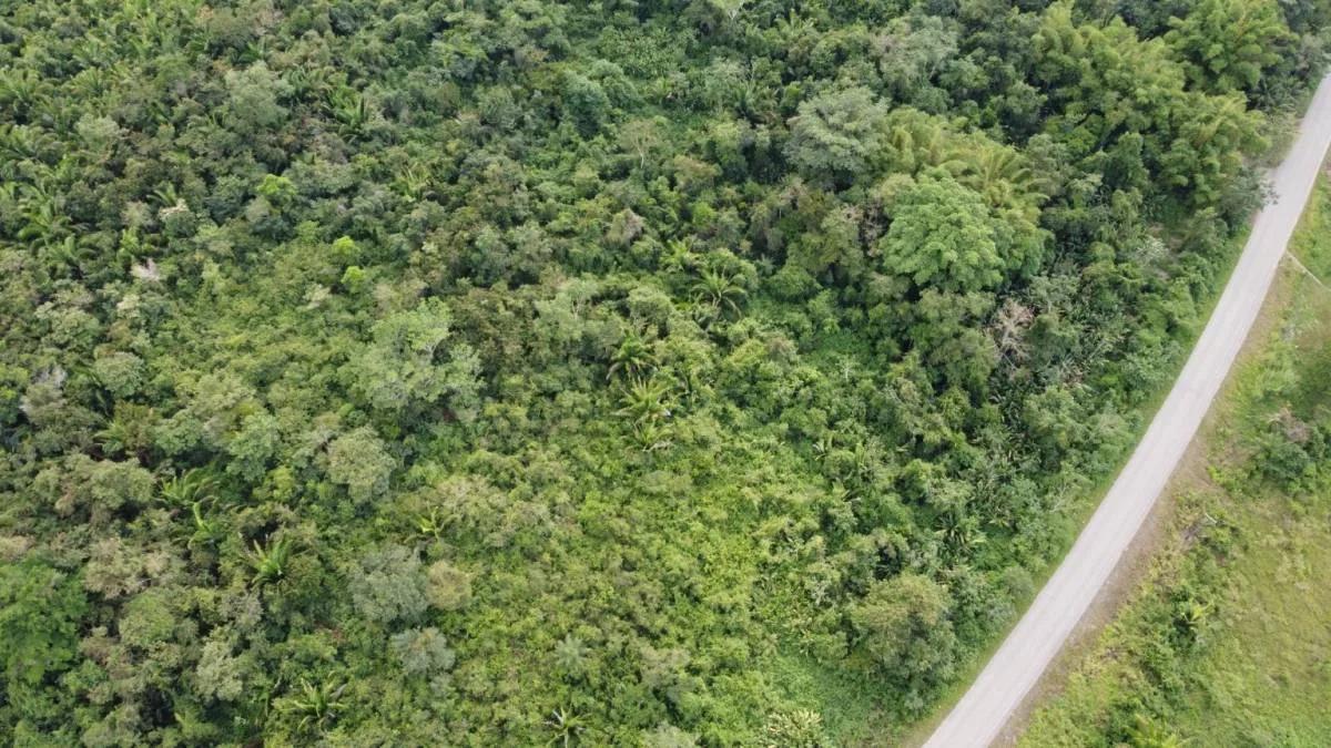 Gorgeous 93 acres, prime location in Crique Troso/Mafredi FOR SALE! - Photo 5