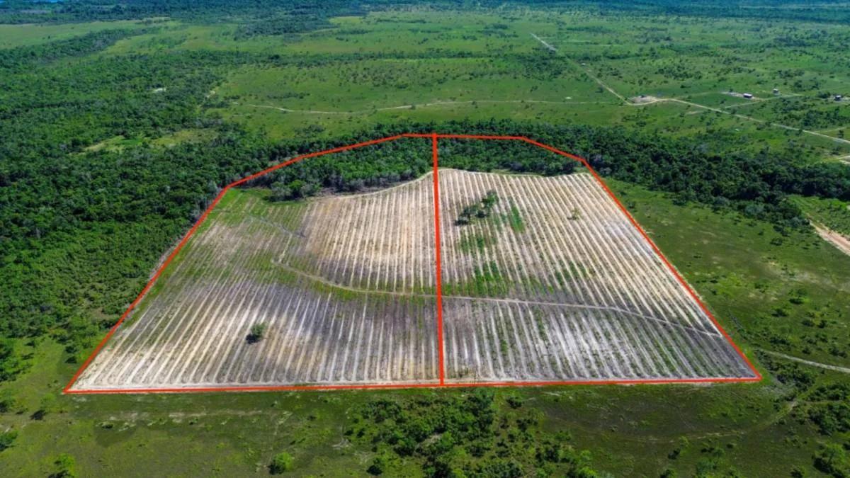 Coconut Farm Paradise – Turnkey Farming Opportunity - Photo 8