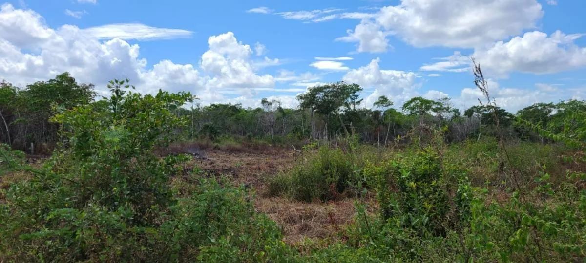 Prime Land for Sale Between Carmelita Vill. and Biscayne, just 10 minutes off Philip Goldson Hwy - Photo 3