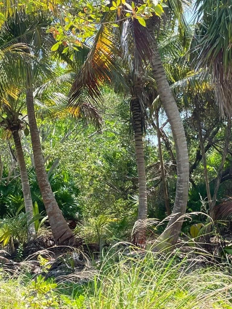 Rare Double Waterfront Lot Opportunity – North Island, Caye Caulker - Photo 4